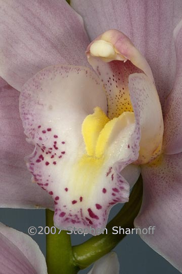 orchid 1 graphic